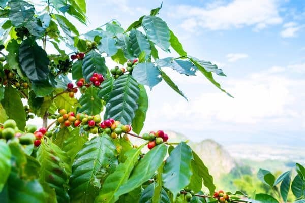Kahve Nasıl Yetişir? Kahve Ağacı Türkiye’de Yetişir Mi